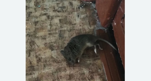 Дезинфекция от мышей в Гурьевске